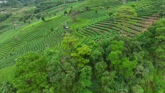 航拍茶山茶园