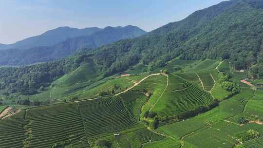 航拍杭州龙坞茶园 茶山 茶田