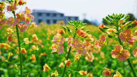 合集油菜花春天油菜花海春暖花开