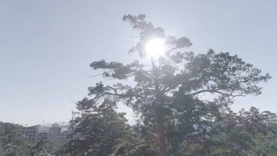 冬季唯美长白山原始森林红松美人松雪景视频素材模板下载