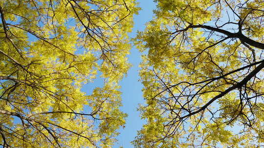 秋天落叶流水意境风情绪空镜头秋风风吹树叶