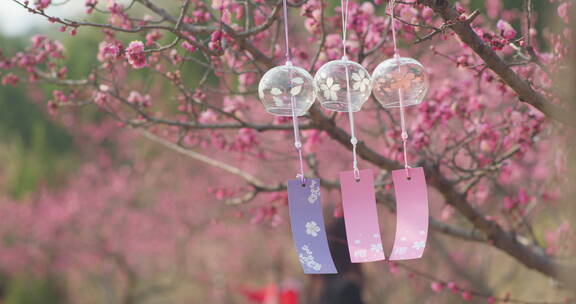 盛开梅花樱花飘动的风铃