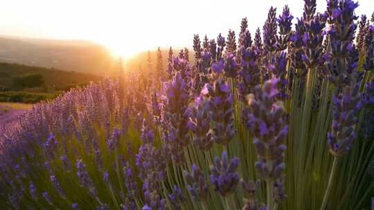 夕阳下的薰衣草花田