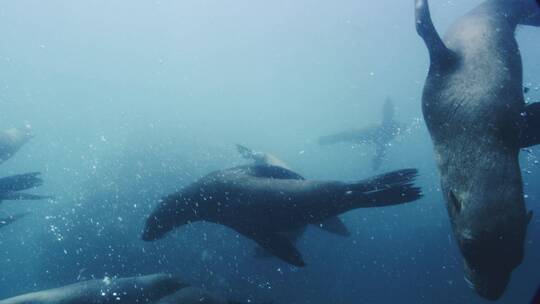 海豹在游泳