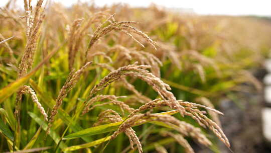 丰收的水稻，稻田