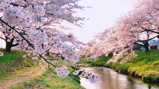 唯美日本白色樱花树在河流上盛开