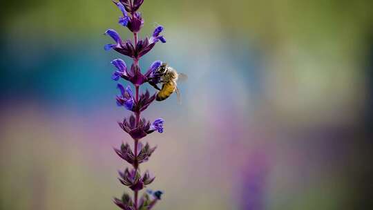 紫色的花薰衣草鼠尾草蜜蜂