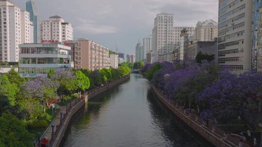 航拍初夏昆明蓝花楹