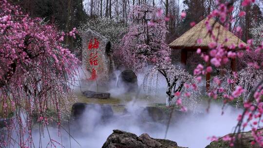 成都问花村梅园梅花中景