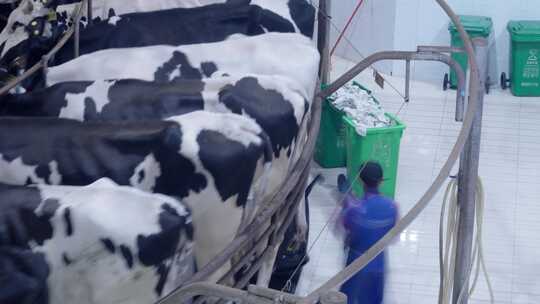 延时拍摄奶牛场自动化挤奶线