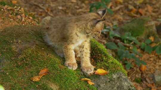 山猫，小熊，森林，岩石