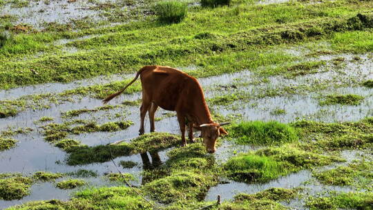 水田里吃草的黄牛视频素材模板下载
