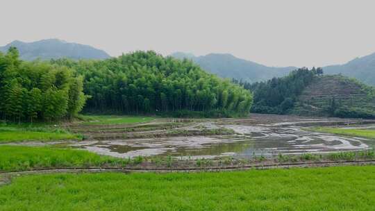 农田湿地航拍飞鸟