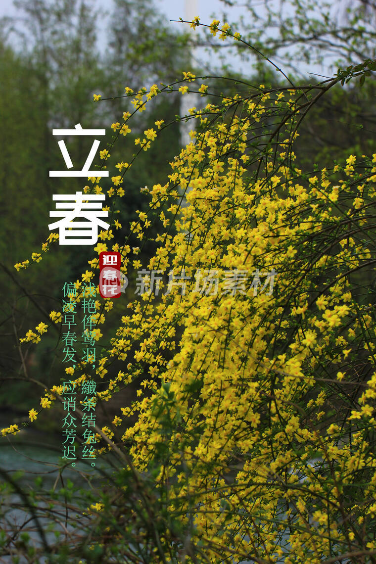 二十四节气，立春，迎春花