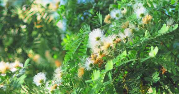 夏天阳光下的绿色植物叶子