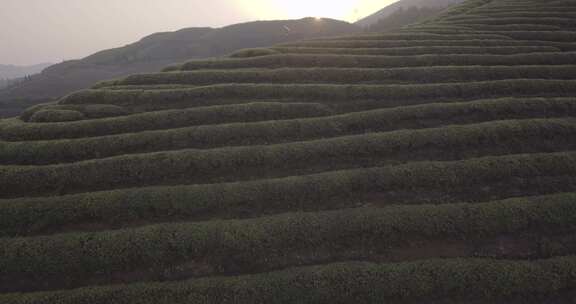 茶山 茶园 采茶