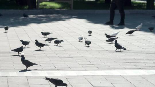 公园里自由觅食的鸽子