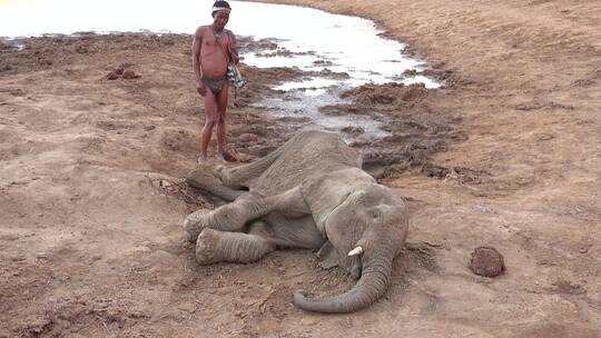 土著人看着熟睡的大象