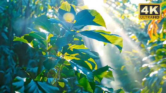热带雨林大自然风景旅游天然氧吧视频素材4