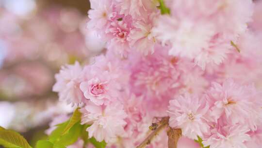 盛开的粉色樱花视频素材模板下载