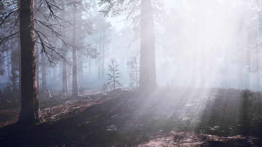 阳光透过雾蒙蒙的森林中的树木照耀视频素材模板下载