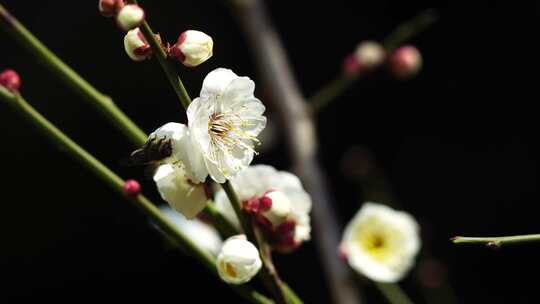 春天蜜蜂在梅花花丛花朵授粉采蜜