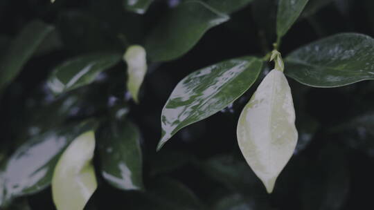 下雨天雨水滴在树叶上，树叶被雨淋湿