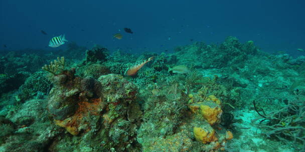 五彩斑斓的海底世界RED原始转码素材