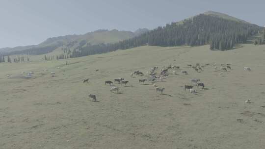 4K航拍新疆草原上吃草的牛