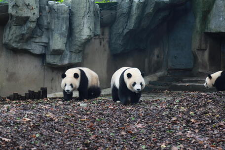 大熊猫 (4)