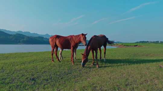 河流草原生态牧场