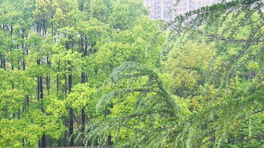 公园大自然雨季下雨雨滴树林树叶雨水