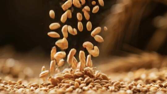 麦粒洒落微距特写画面