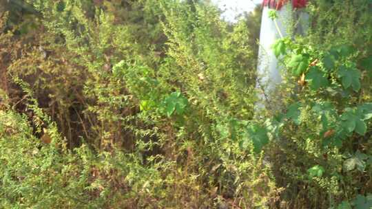 爬山虎 草 植物  绿植 花草