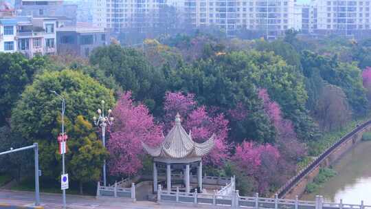 城市河畔古亭与繁花景观