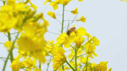 春天田野油菜花绽放蜜蜂采蜜