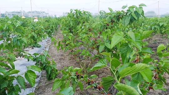 桑葚种植视频素材模板下载