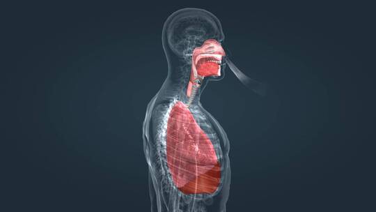 医学人体器官肺部呼吸气管肺炎特效三维动画