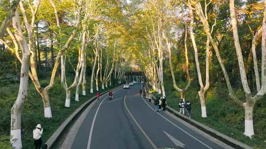 南京秋天 梧桐大道 陵园路