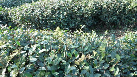 茶山台地茶茶园