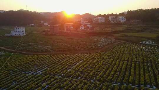 菊花种植基地