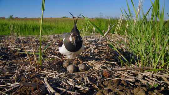 北Lapwing，鸟，巢，蛋