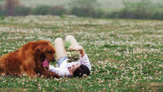 长腿美女和金毛宠物犬在春天开满花草地玩耍