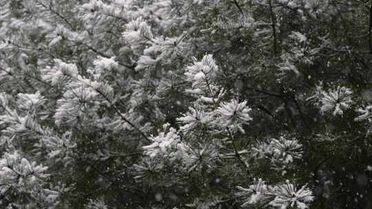 寒冷冬季公园松树雪花大雪空境升格