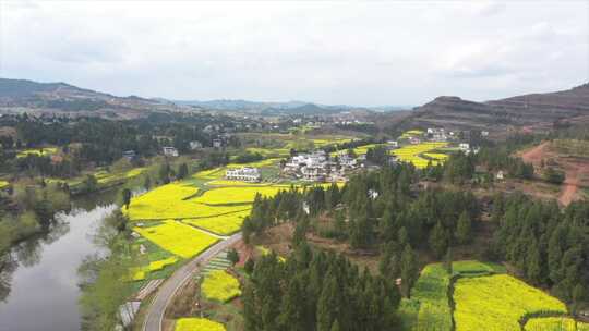 航拍油菜花田