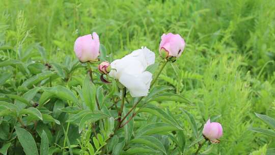 野生药用植物：芍药花视频素材模板下载