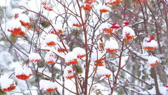 冬季花楸木 红果