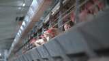 鸡养鸡鸡养殖养鸡厂高清在线视频素材下载
