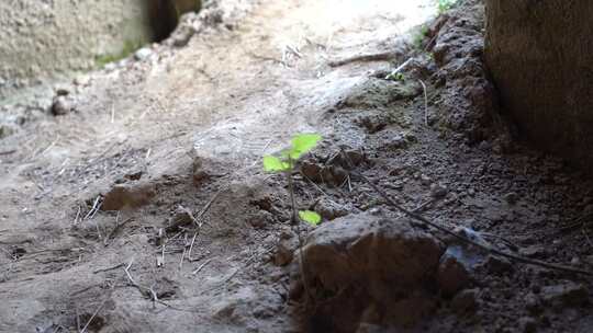 绿色 有机 幼苗 植物