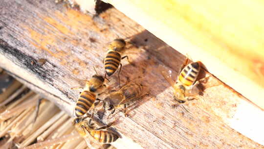 蜂 蜜蜂 特写 光影 采蜜蜂 人工养殖